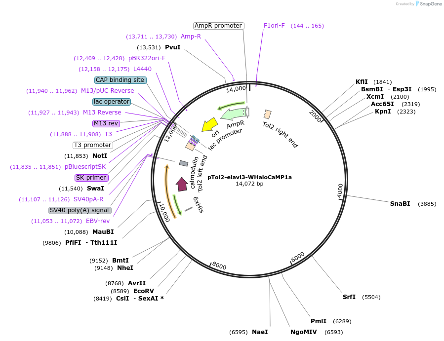 205312-plasmid-map-sequence-id-405029