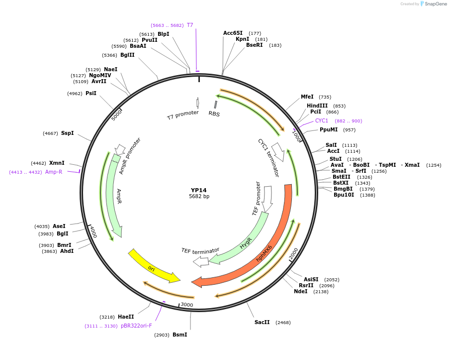 199955-plasmid-map-sequence-id-405030