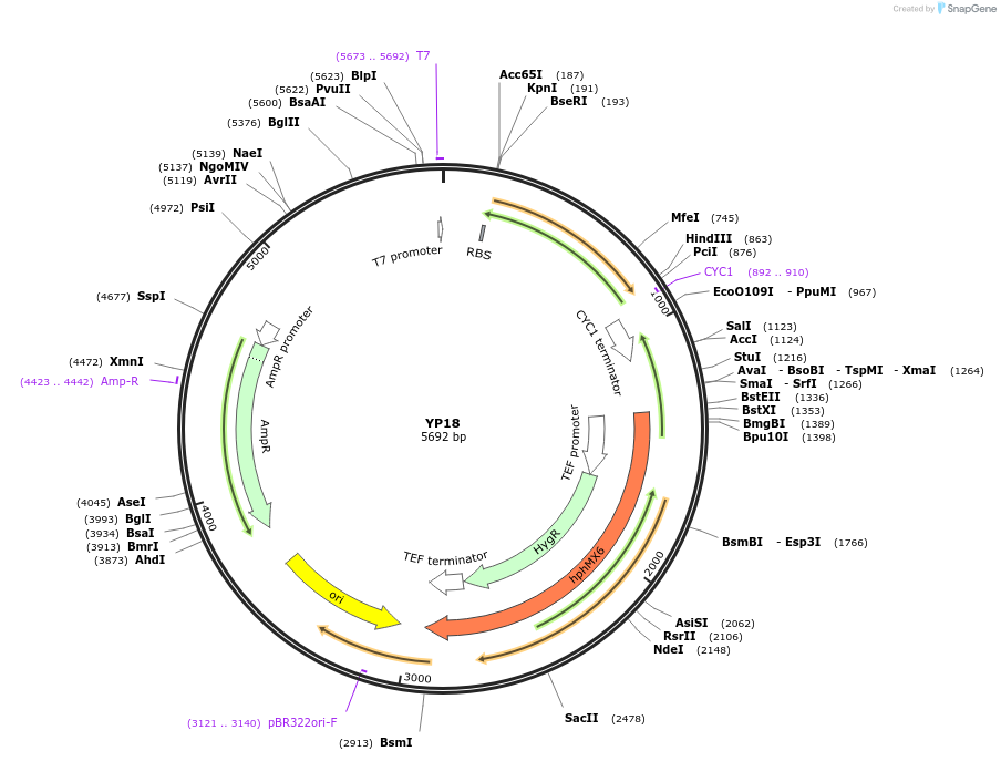 199959-plasmid-map-sequence-id-405033