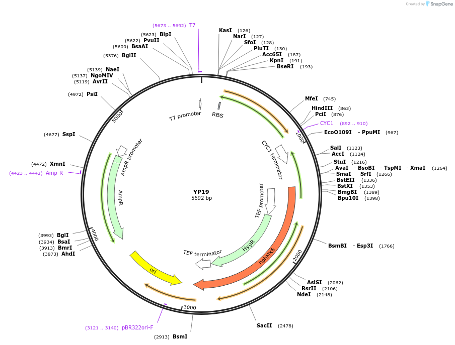 199960-plasmid-map-sequence-id-405035
