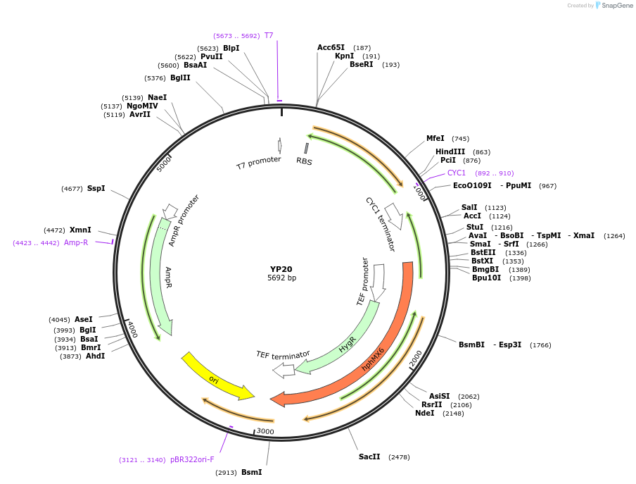 199961-plasmid-map-sequence-id-405036
