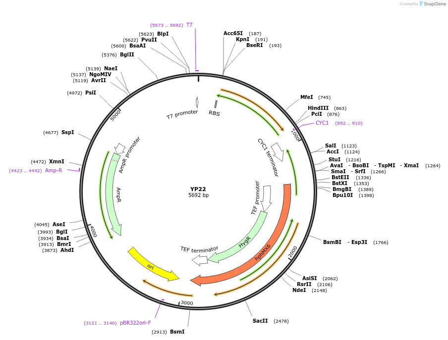 199963-plasmid-map-sequence-id-405039