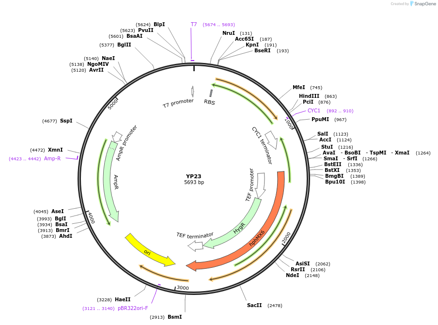 199964-plasmid-map-sequence-id-405040