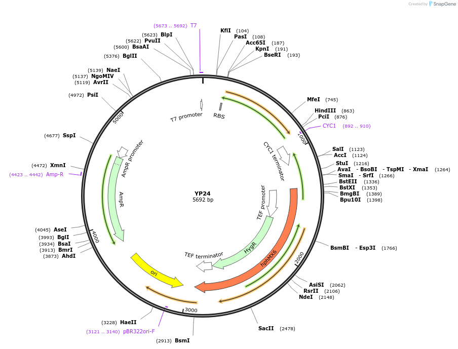 199965-plasmid-map-sequence-id-405051
