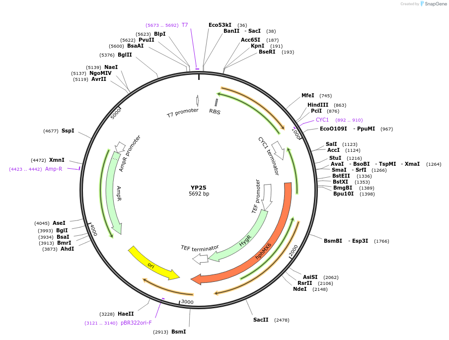 199966-plasmid-map-sequence-id-405052