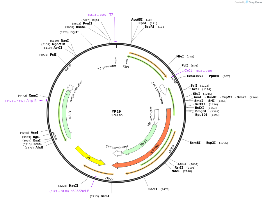 199970-plasmid-map-sequence-id-405058