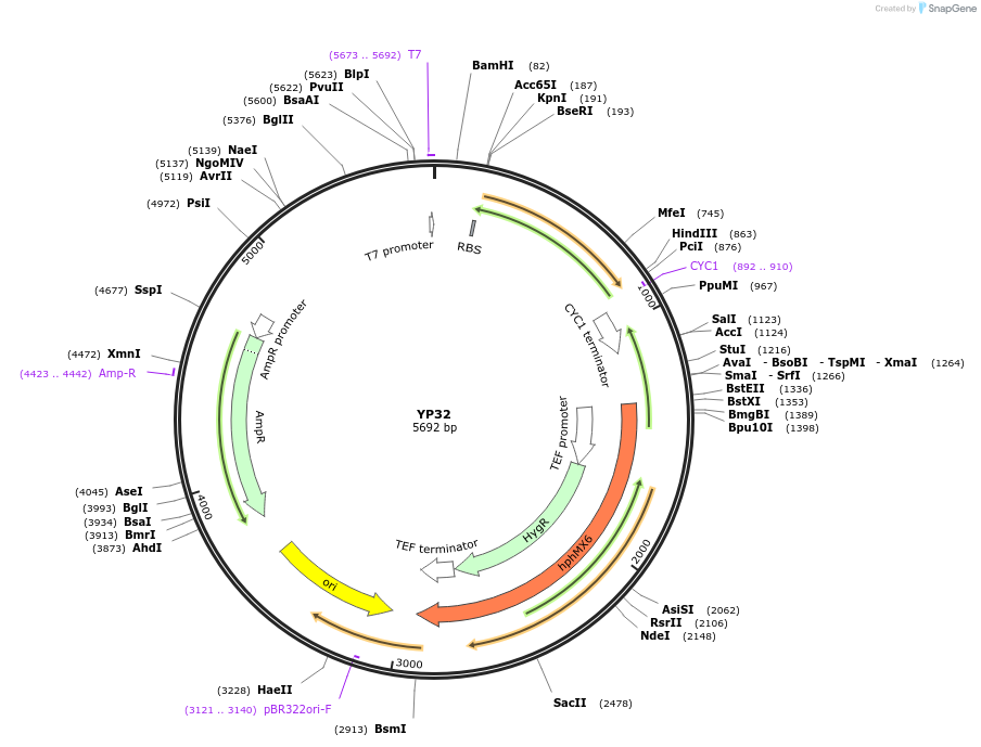 199973-plasmid-map-sequence-id-405061