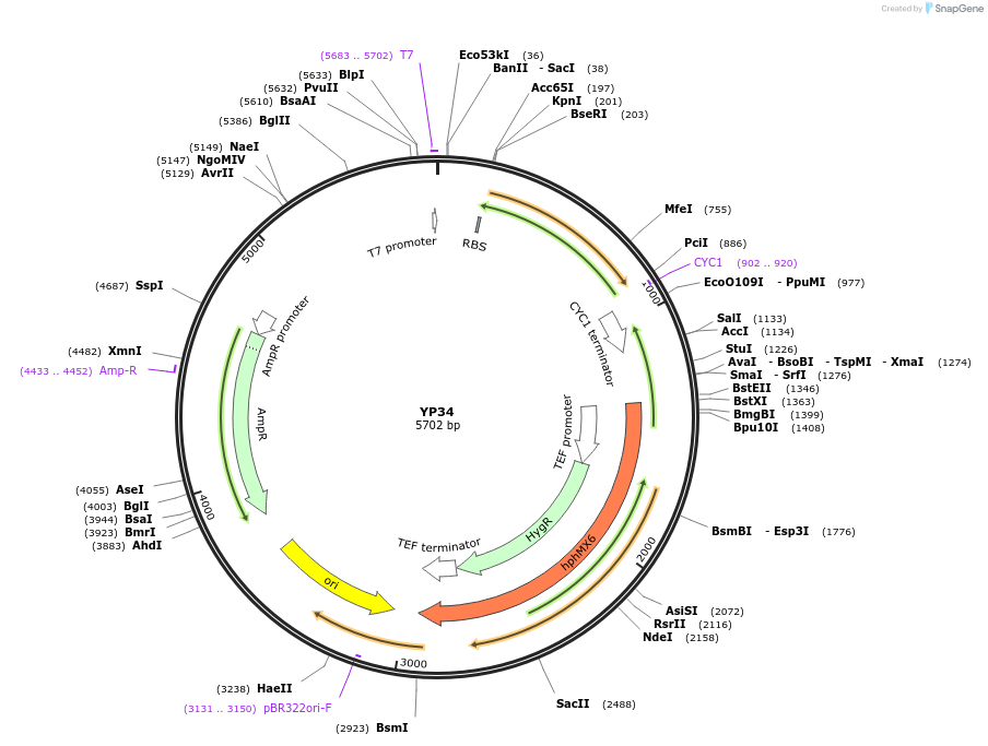 199975-plasmid-map-sequence-id-405065