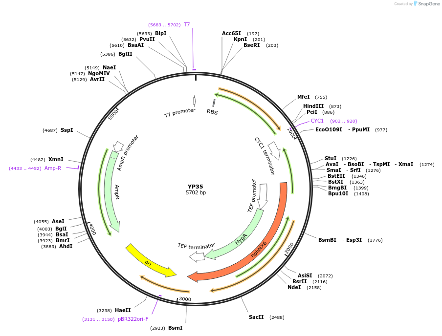 199976-plasmid-map-sequence-id-405066
