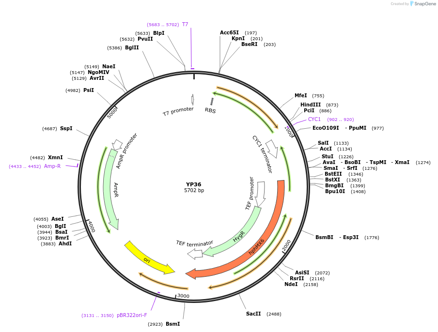 199977-plasmid-map-sequence-id-405067