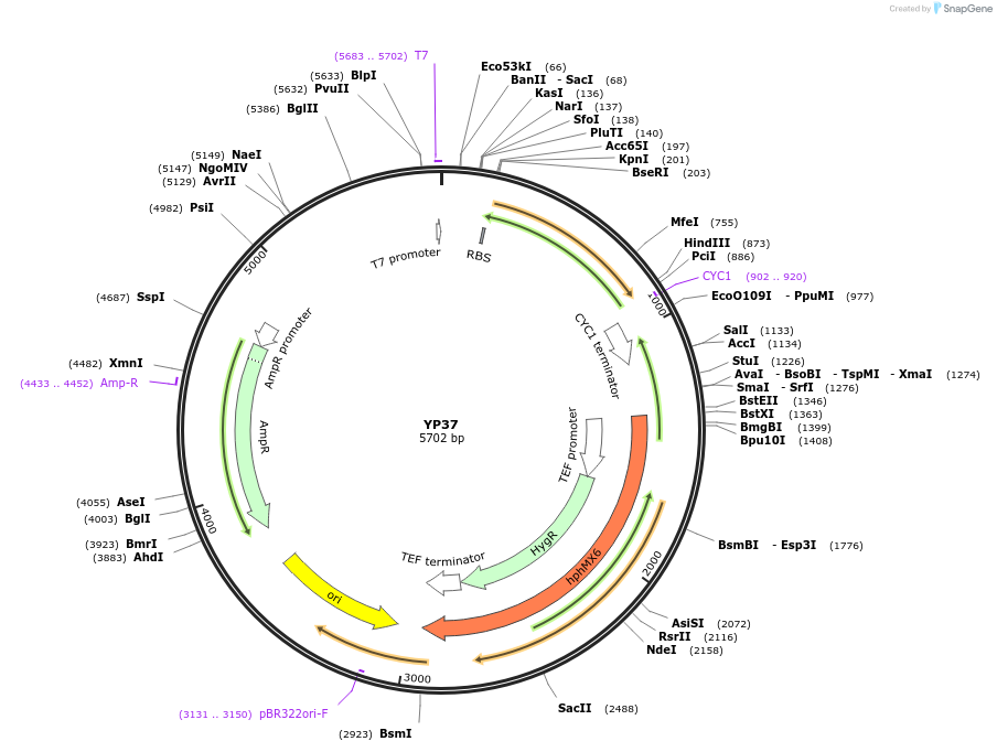 199978-plasmid-map-sequence-id-405068