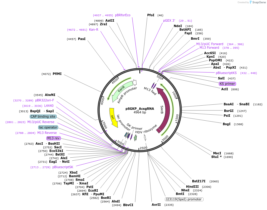203807-plasmid-map-sequence-id-405070