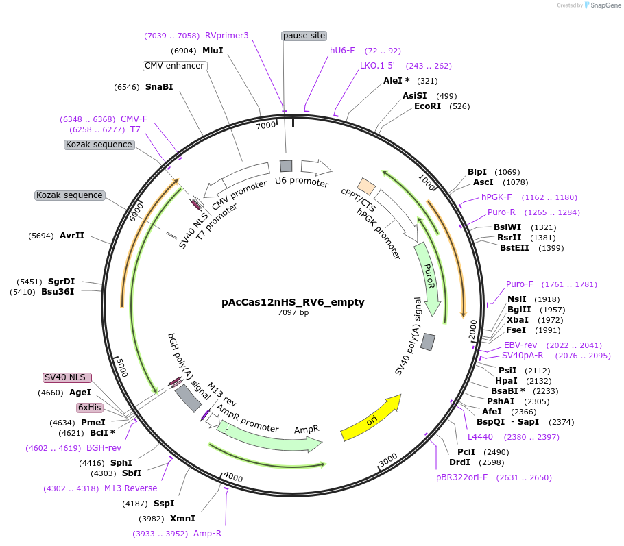 203811-plasmid-map-sequence-id-405075