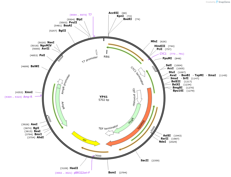 199982-plasmid-map-sequence-id-405076