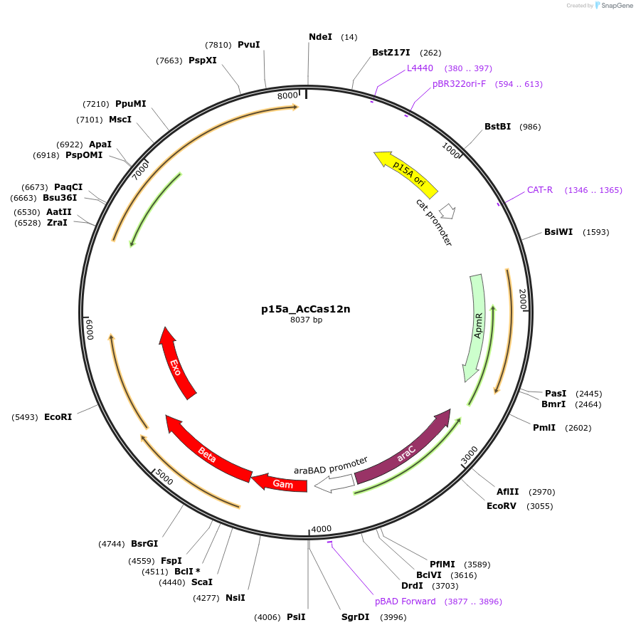 203806-plasmid-map-sequence-id-405078