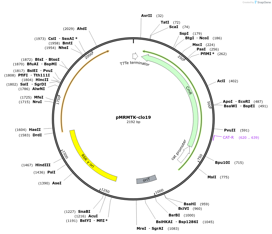 203989-plasmid-map-sequence-id-405079