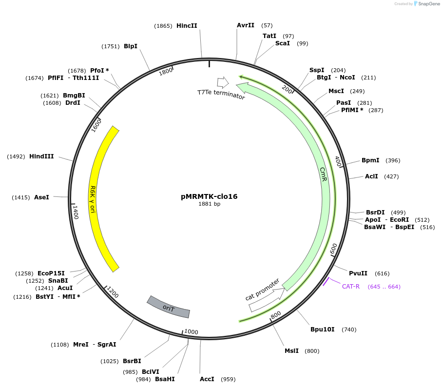 203986-plasmid-map-sequence-id-405080