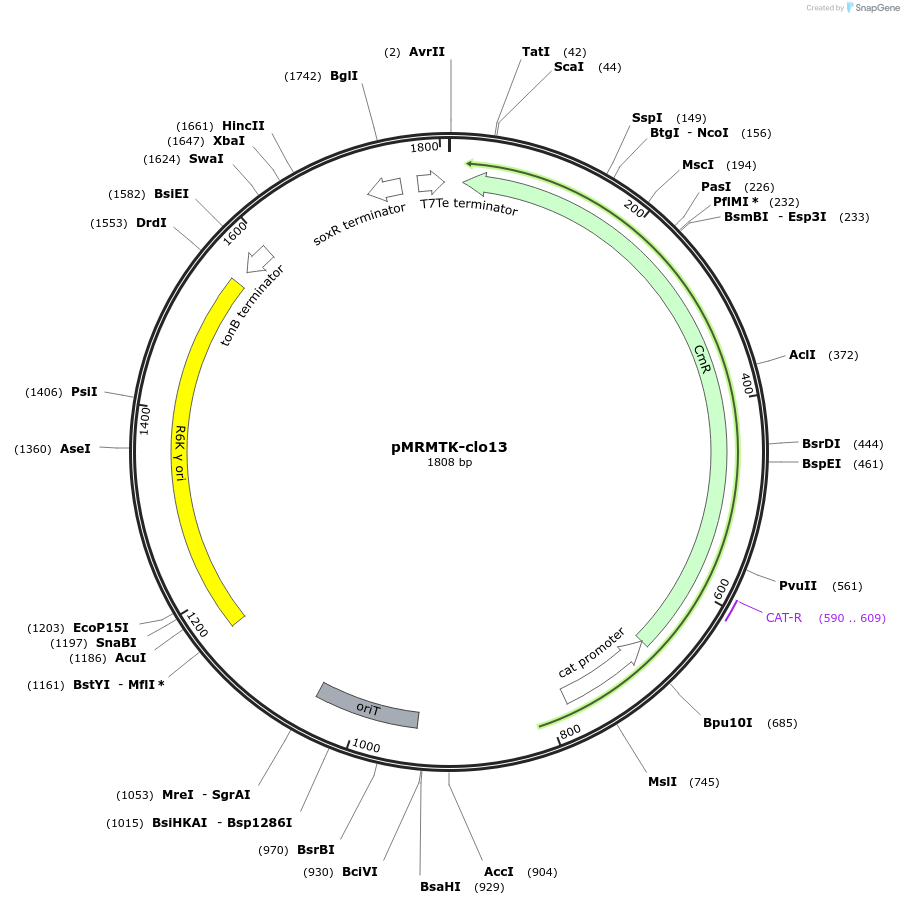 203983-plasmid-map-sequence-id-405081