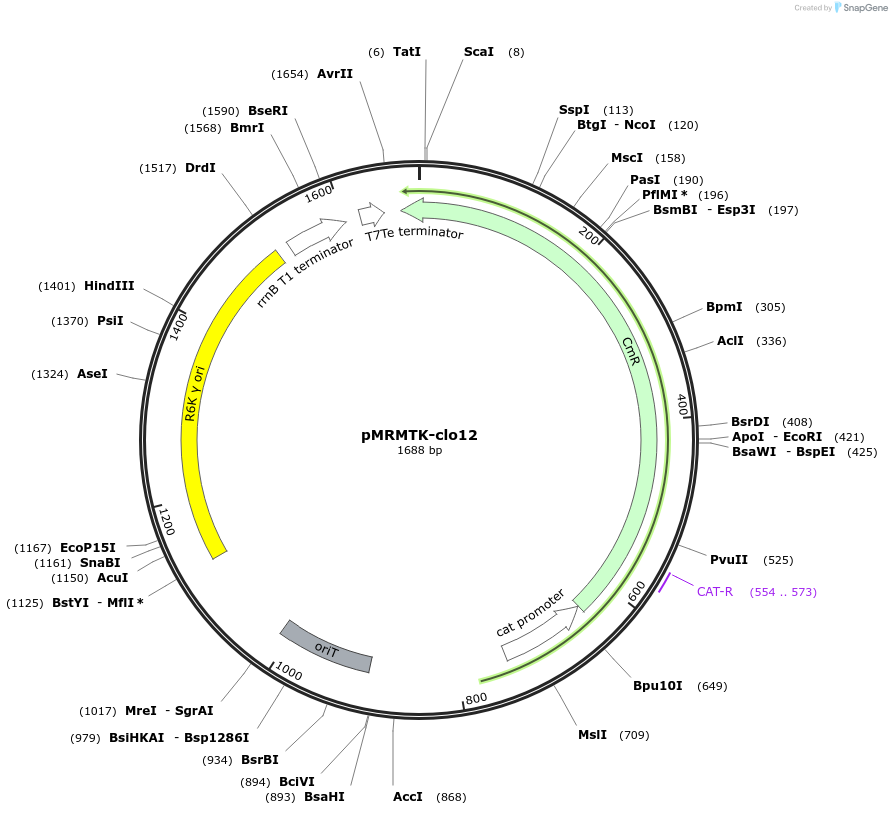 203982-plasmid-map-sequence-id-405082