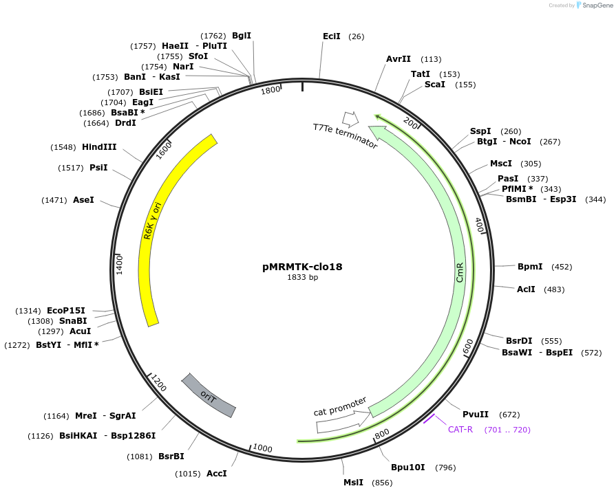 203988-plasmid-map-sequence-id-405084