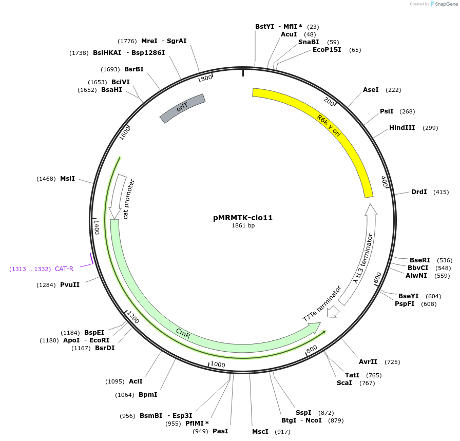 203981-plasmid-map-sequence-id-405085