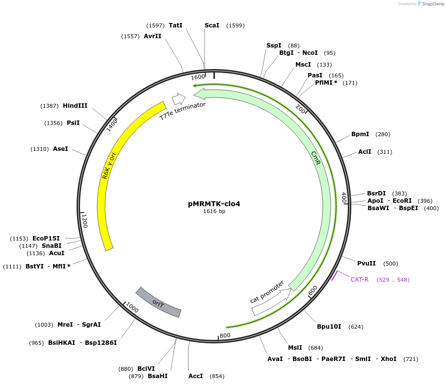 203925-plasmid-map-sequence-id-405087