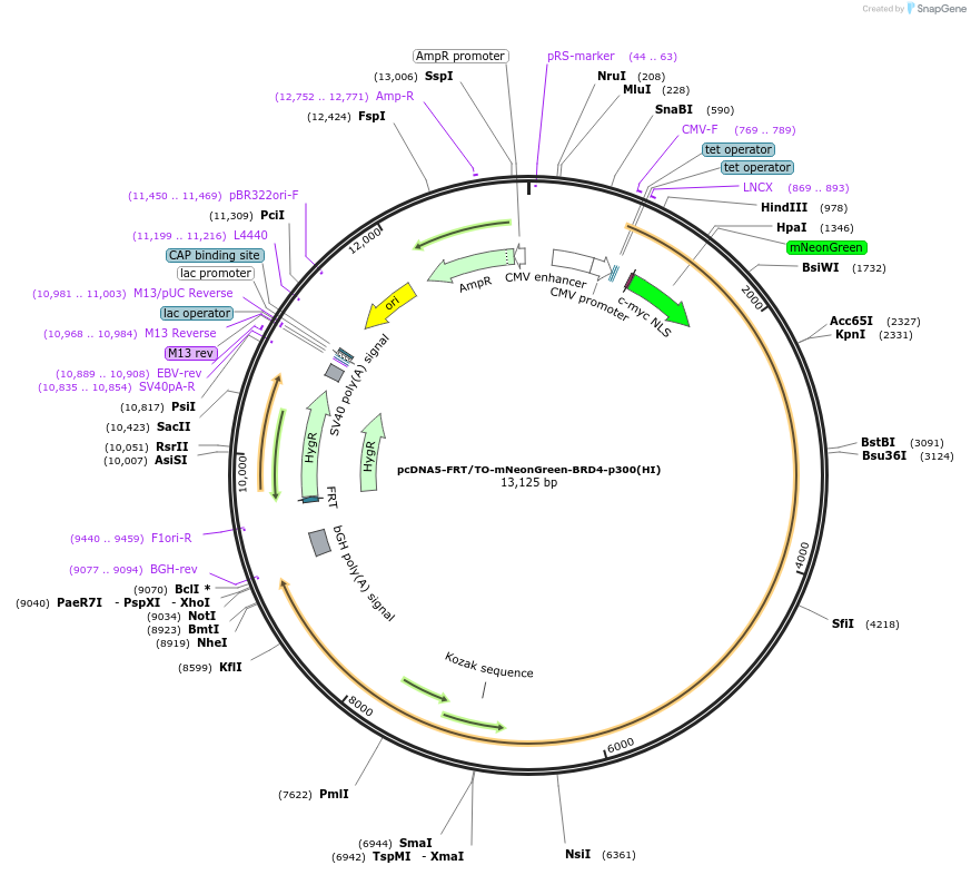 204699-plasmid-map-sequence-id-405091
