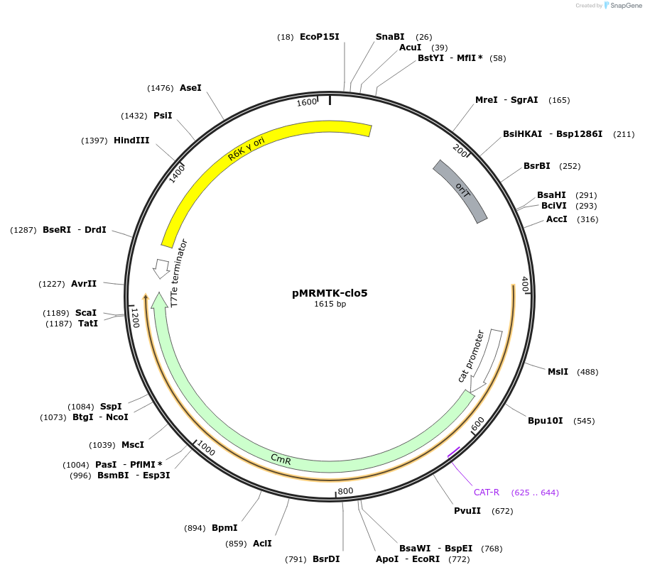 203956-plasmid-map-sequence-id-405093