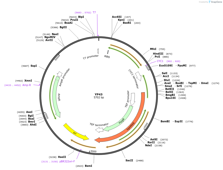 199984-plasmid-map-sequence-id-405095