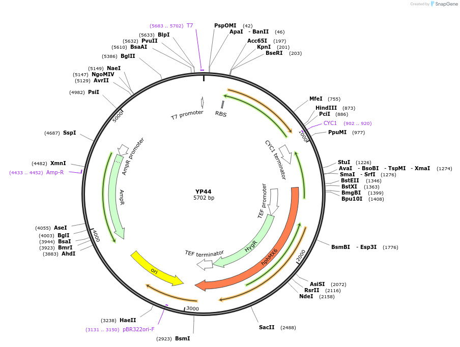 199985-plasmid-map-sequence-id-405096