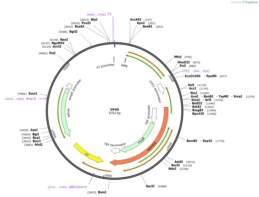 199986-plasmid-map-sequence-id-405097