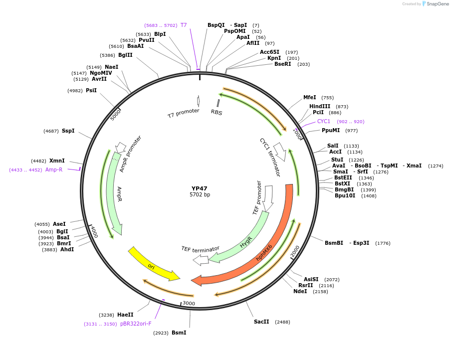 199988-plasmid-map-sequence-id-405166