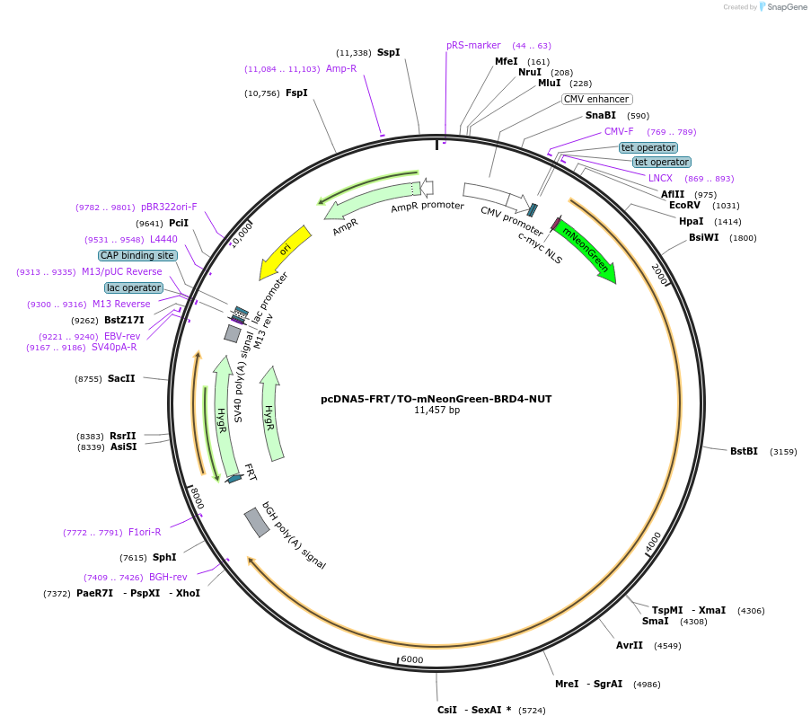 204694-plasmid-map-sequence-id-405169