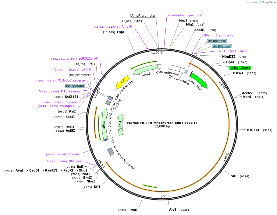 204700-plasmid-map-sequence-id-405170