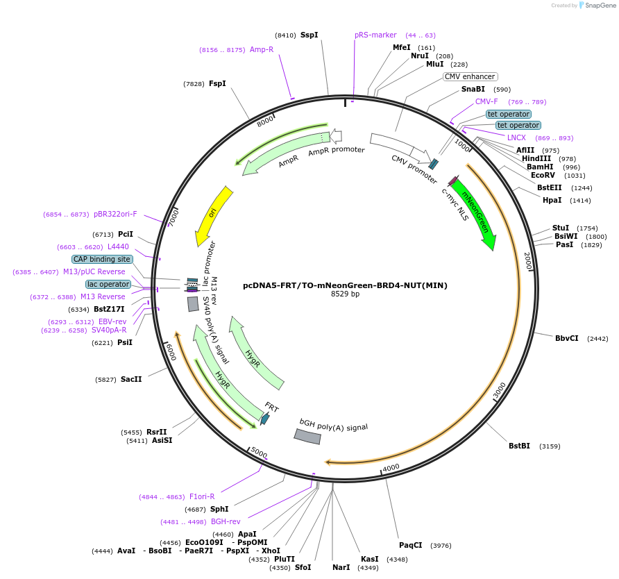 204695-plasmid-map-sequence-id-405171
