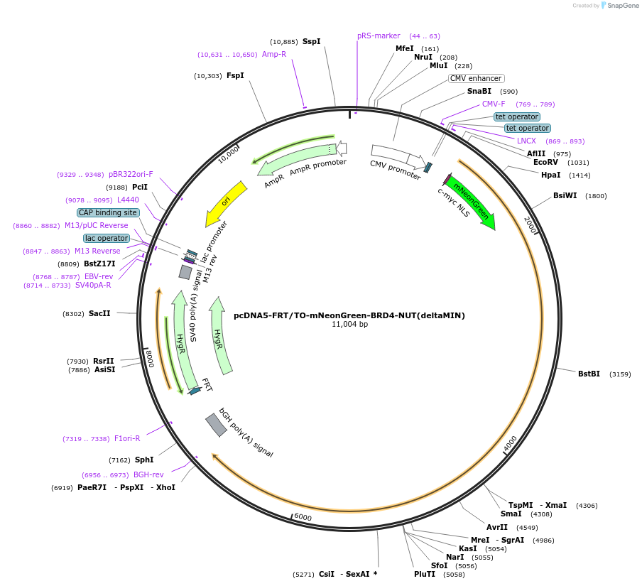 204696-plasmid-map-sequence-id-405172