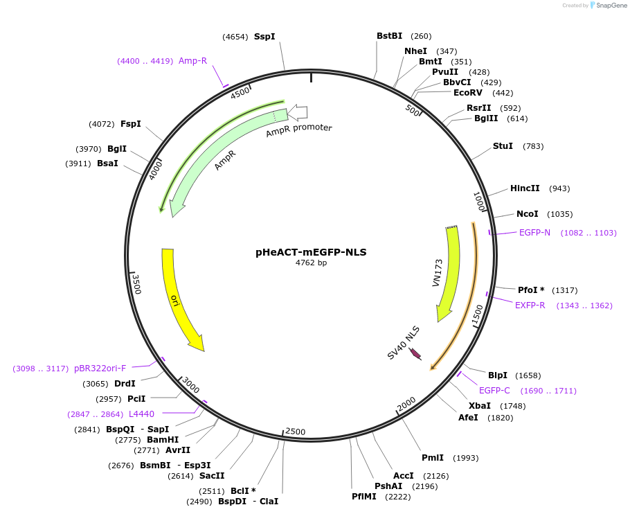205003-plasmid-map-sequence-id-405176