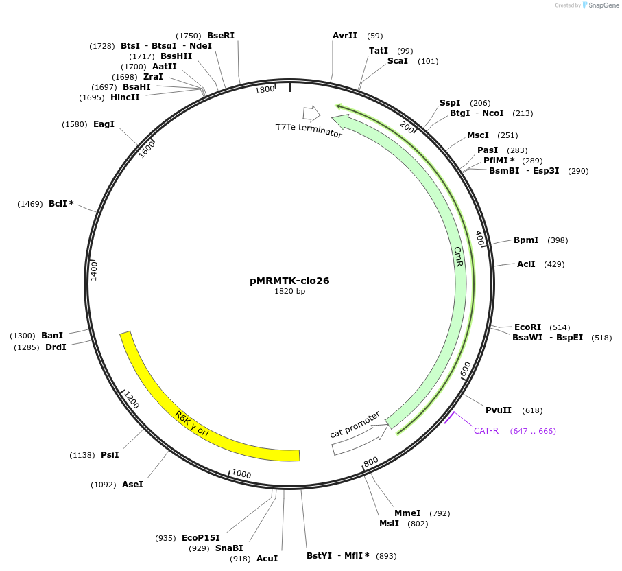 204000-plasmid-map-sequence-id-405178
