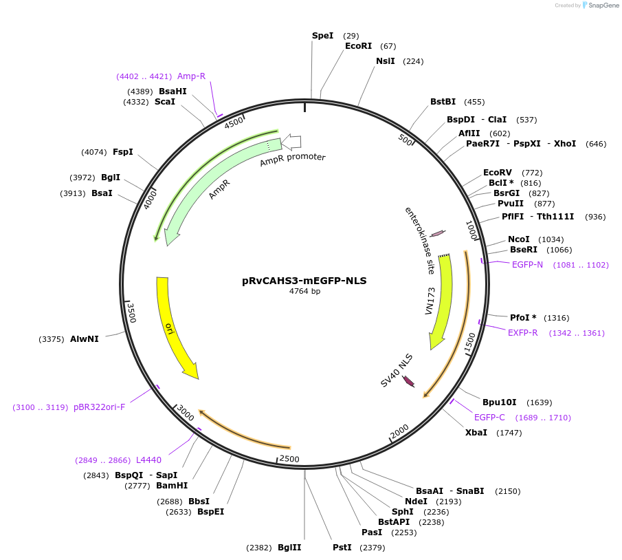 205004-plasmid-map-sequence-id-405181
