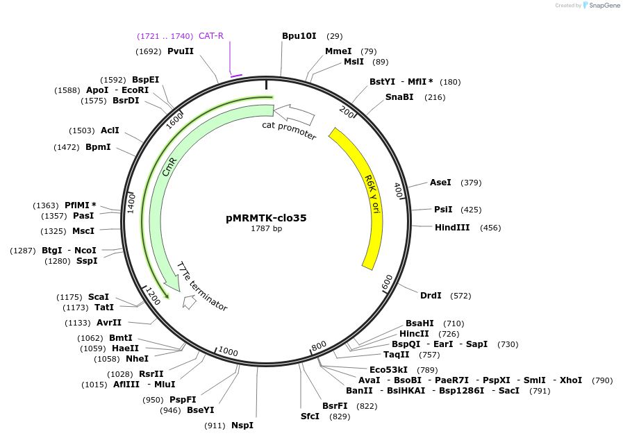 204009-plasmid-map-sequence-id-405198