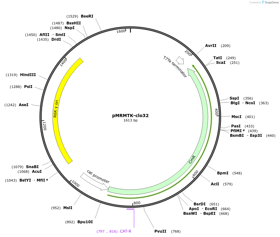 204006-plasmid-map-sequence-id-405245