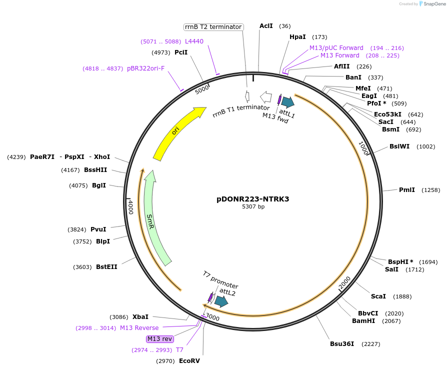 23901-plasmid-map-sequence-id-405246