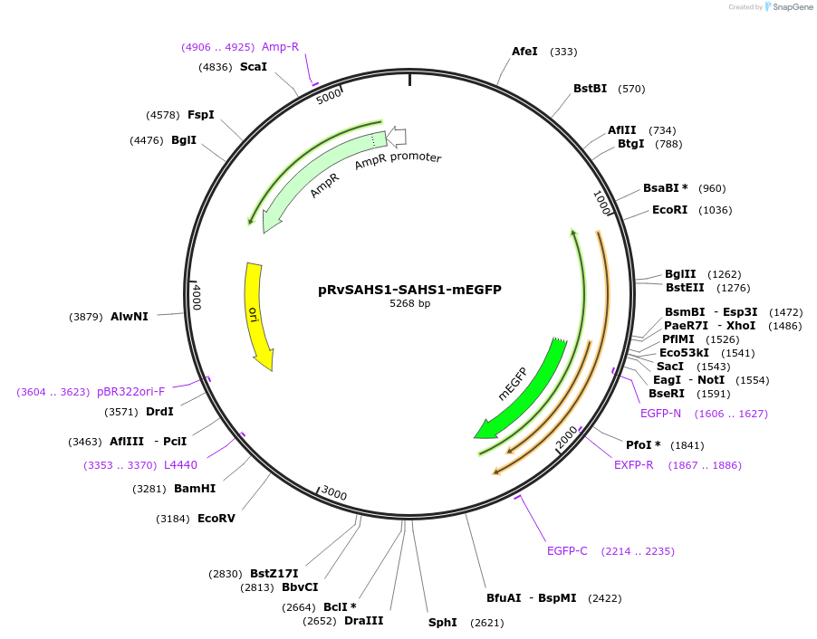 205007-plasmid-map-sequence-id-405248