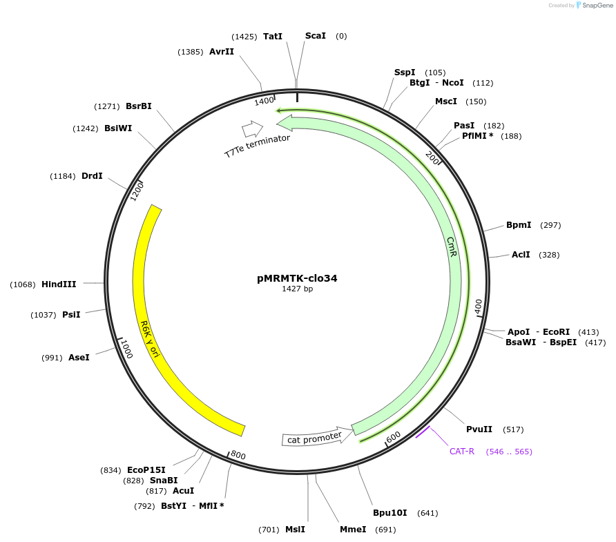 204008-plasmid-map-sequence-id-405249
