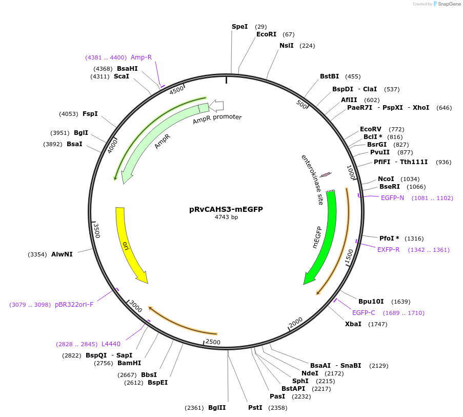 205008-plasmid-map-sequence-id-405250
