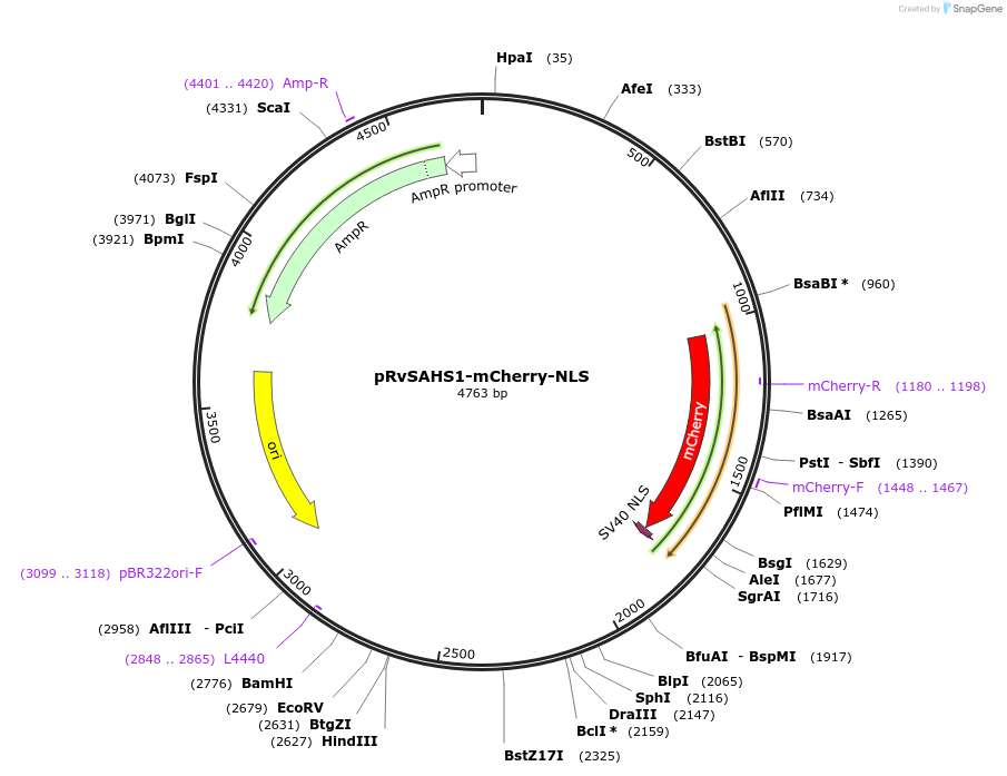 205009-plasmid-map-sequence-id-405252