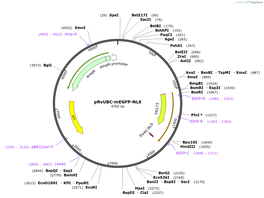 205010-plasmid-map-sequence-id-405253