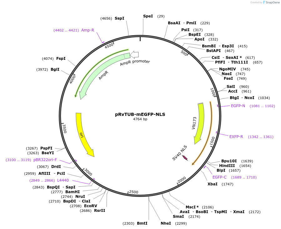 205011-plasmid-map-sequence-id-405254