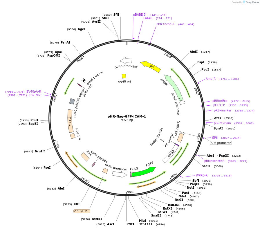 205186-plasmid-map-sequence-id-405255