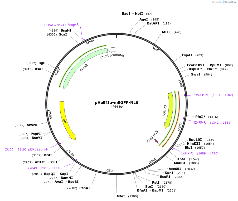 205012-plasmid-map-sequence-id-405256